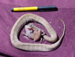 Image of a dead Death Adder with a Cane Toad still in its mouth.  Clear evidnece of the impact of toads on native species. <p>
Makes you wonder about the other snake species which also eat frogs.
