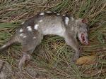Dead Northern Quoll, killed by Cane Toad toxin - the pink gums are a tell-tale sign of the poison.