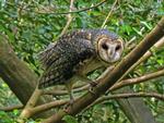 Masked Owl, Territory Wildlife Park