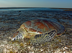 Green Turtle, Montgomery Reef