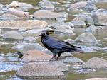 Australian Raven, Canarvon Gorge