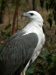 White-bellied Sea-eagle perched, Territory Wildlife Park