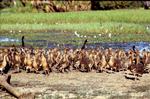 Plumed Whistling Ducks (and Magpie Geese) on the bank