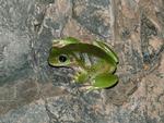 Centralian Tree Frog, Simpson's Gap