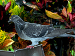 Feral Pigeon, Cairns